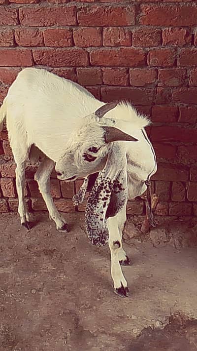 03002184974 desi bakra for sale