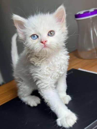 Persian kittens Pair+Solo for Sale