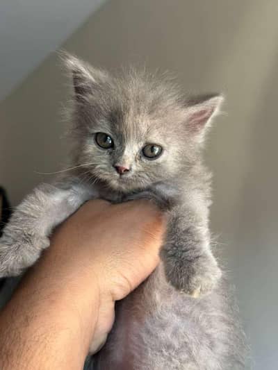 Persian Female kitten For Sale