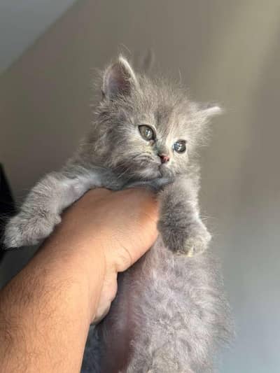 Persian Female kitten For Sale