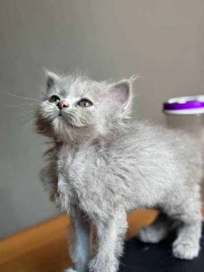 Persian Gray Female kitten