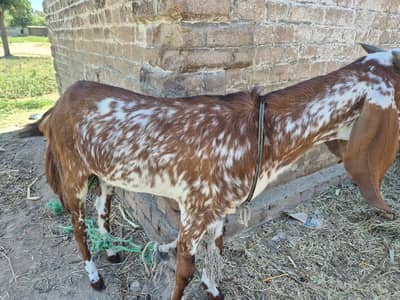 Makhi cheeni paht for sale