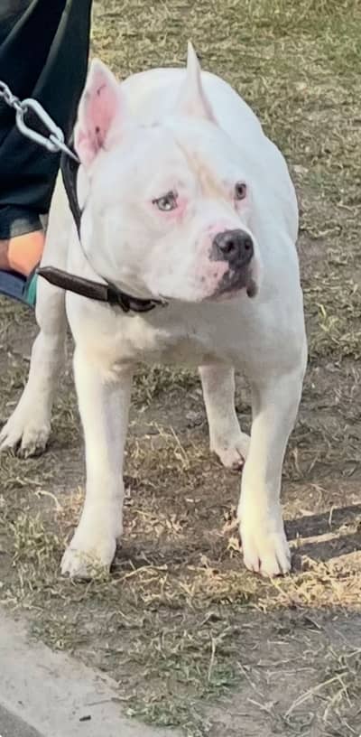 American pitbull for sale