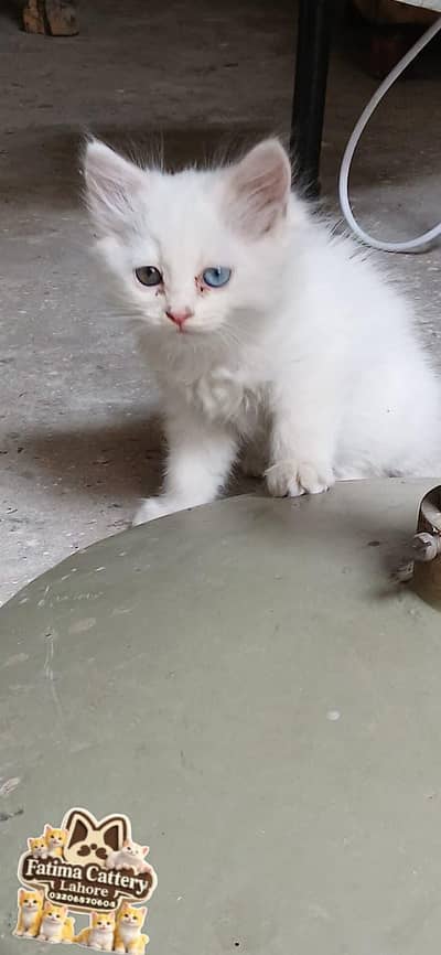 45 days kitten available mail female both