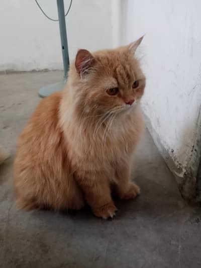 Persian cats for sale