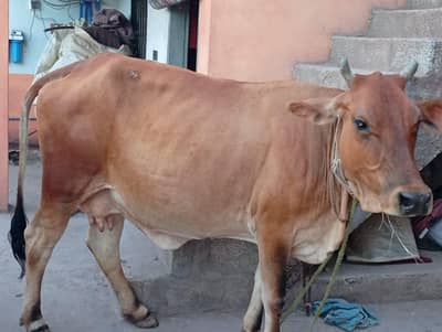 Qurbani cow