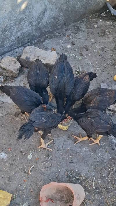 Healthy Laisani Breed Chickens 