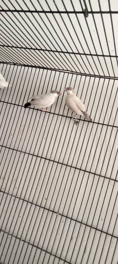 02 love birds breeder pair sale 1. albino decino 2. albino aur parbule