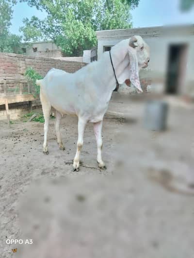 `Healthy Qurbani Bakra Available in Lahore