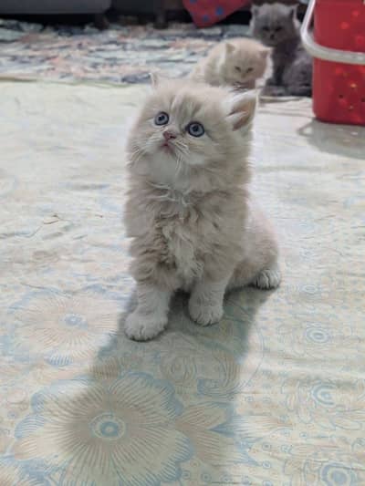 Persian Cats