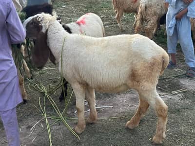 chatry for sale