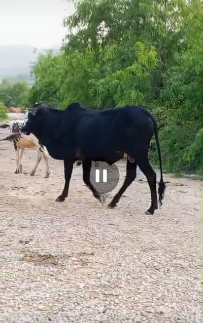 Bail Qurbani