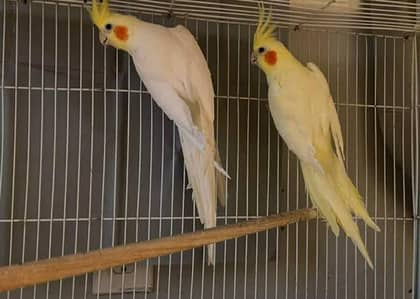 lutino cocktail pair