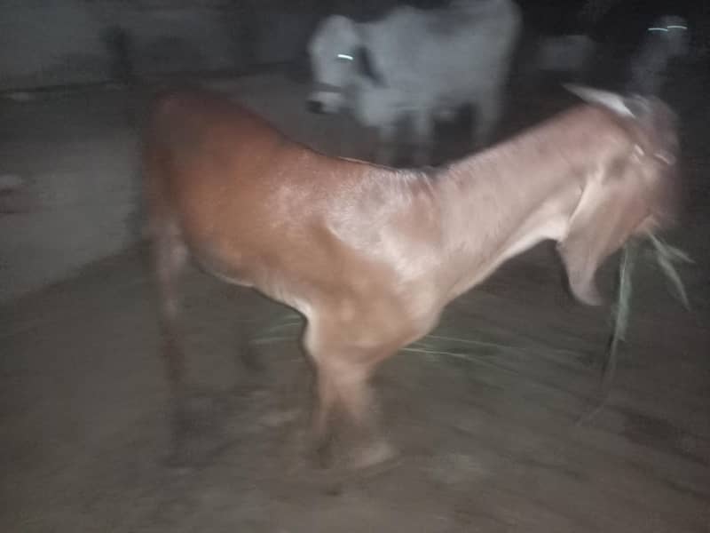 bakra BAKRA 1