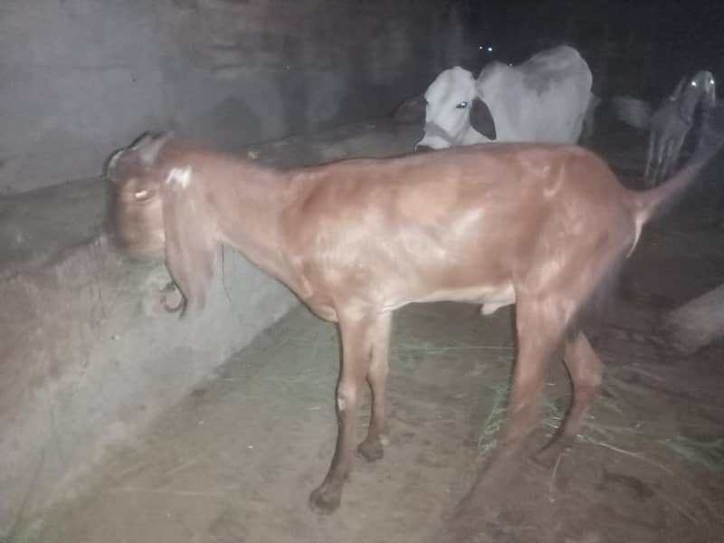 bakra BAKRA 2