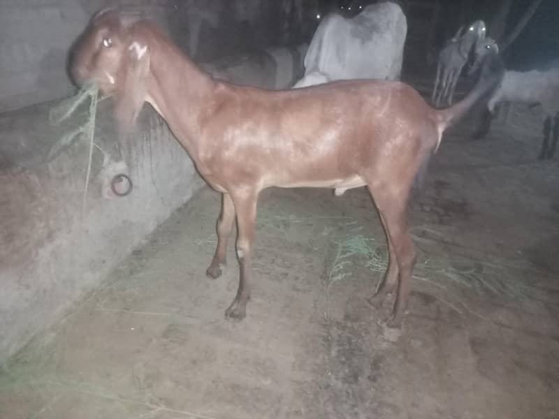 bakra BAKRA 4