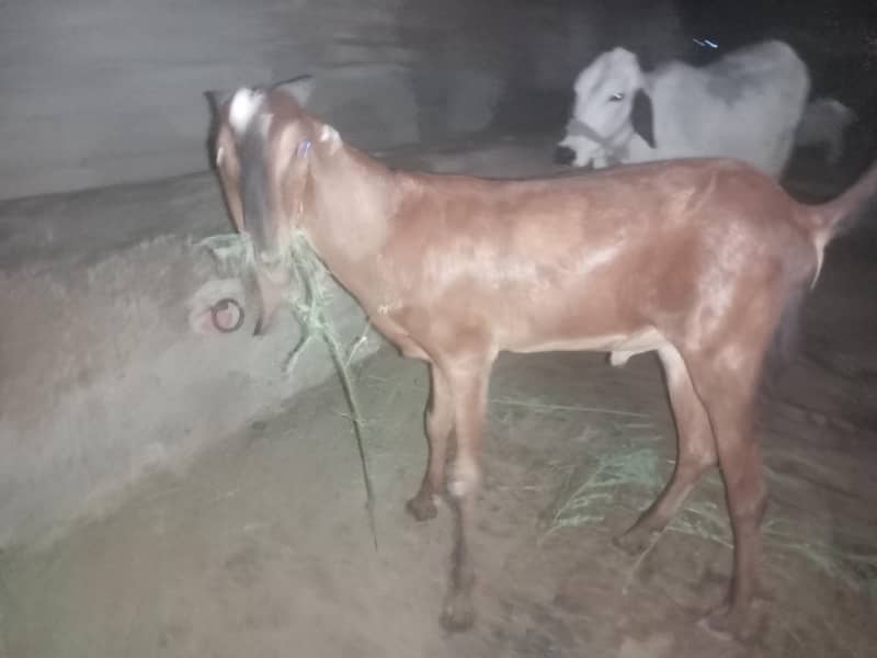 bakra BAKRA 5