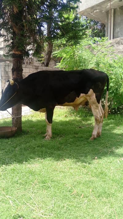 2 Hissa available in Wacha For qurbani