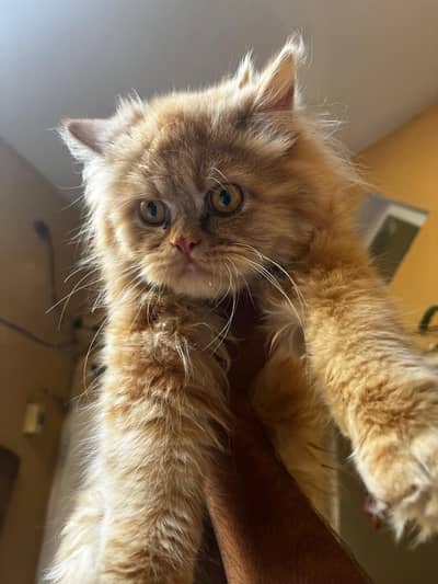 Persian Punched face Triple Coat Cat FOR SALE