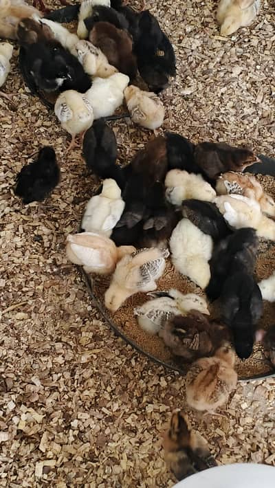 golden chick hens choza chicken