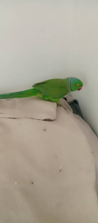 beautiful ringneck parrot pair
