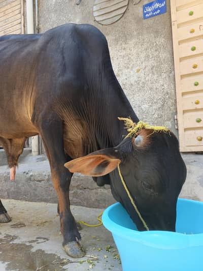 wacha for sale (cow)