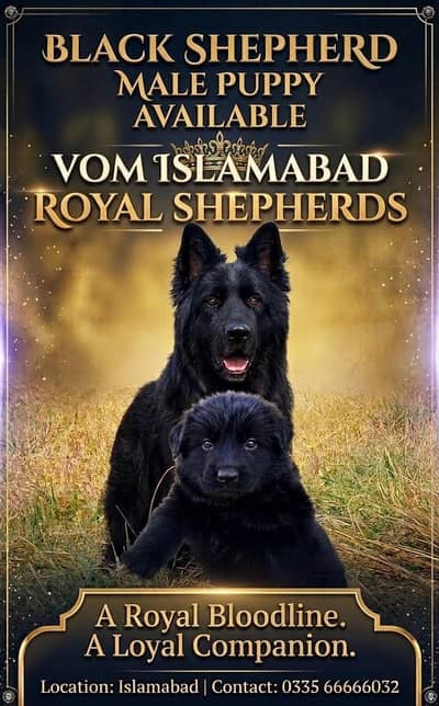 Black Shephered Long Hair Puppies |Black Shepherd | Long coat