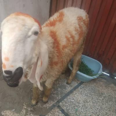 bakra chatra