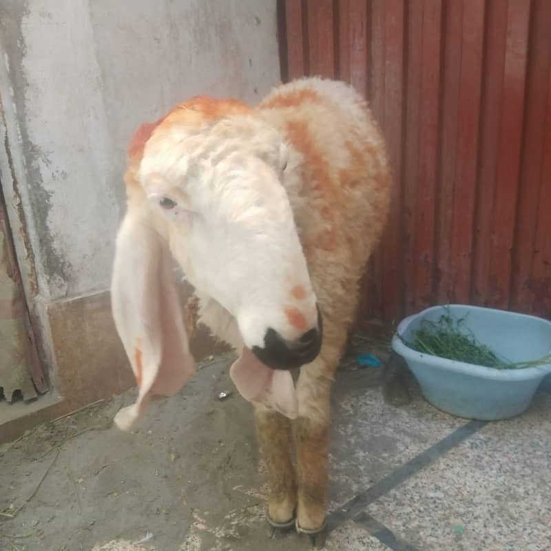 bakra chatra 1