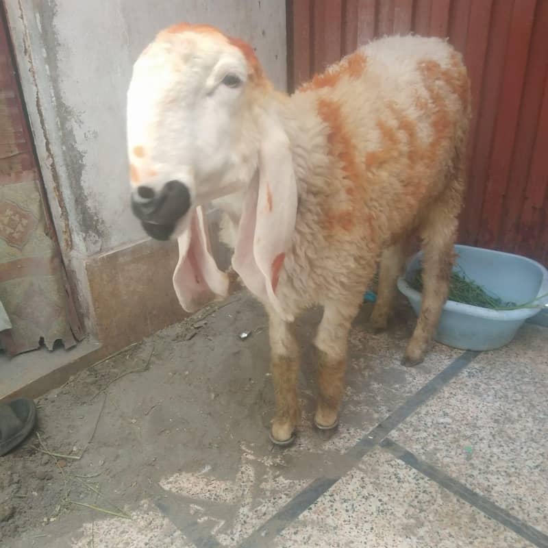 bakra chatra 2