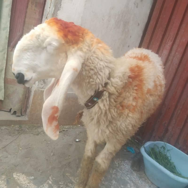 bakra chatra 3