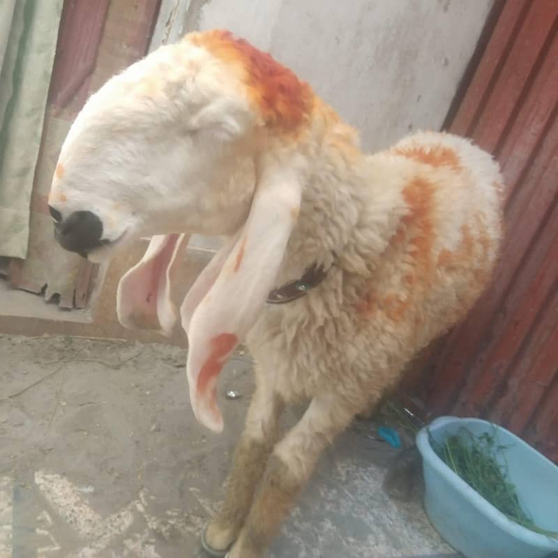 bakra chatra 4