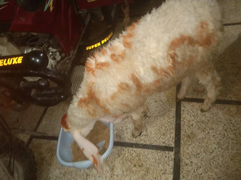 bakra chatra 6