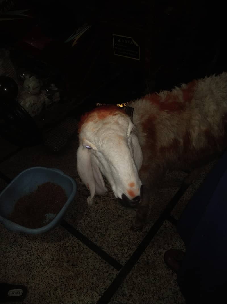 bakra chatra 7