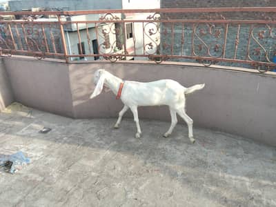 rajanpurui nasal ki female ha