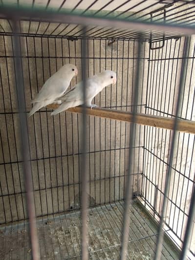 beautiful love birds pair with cages