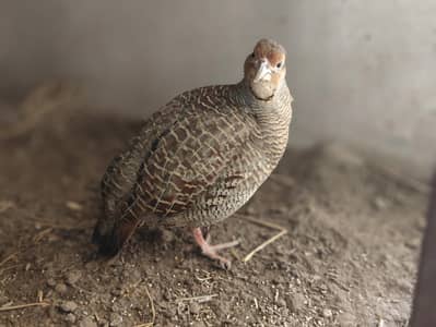 Breeder pair for sale
