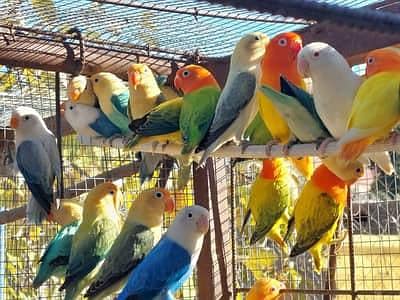 BREEDER LOVEBIRDS FOR SALE| CONTACT FAST