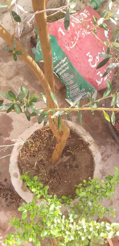 Olive Tree