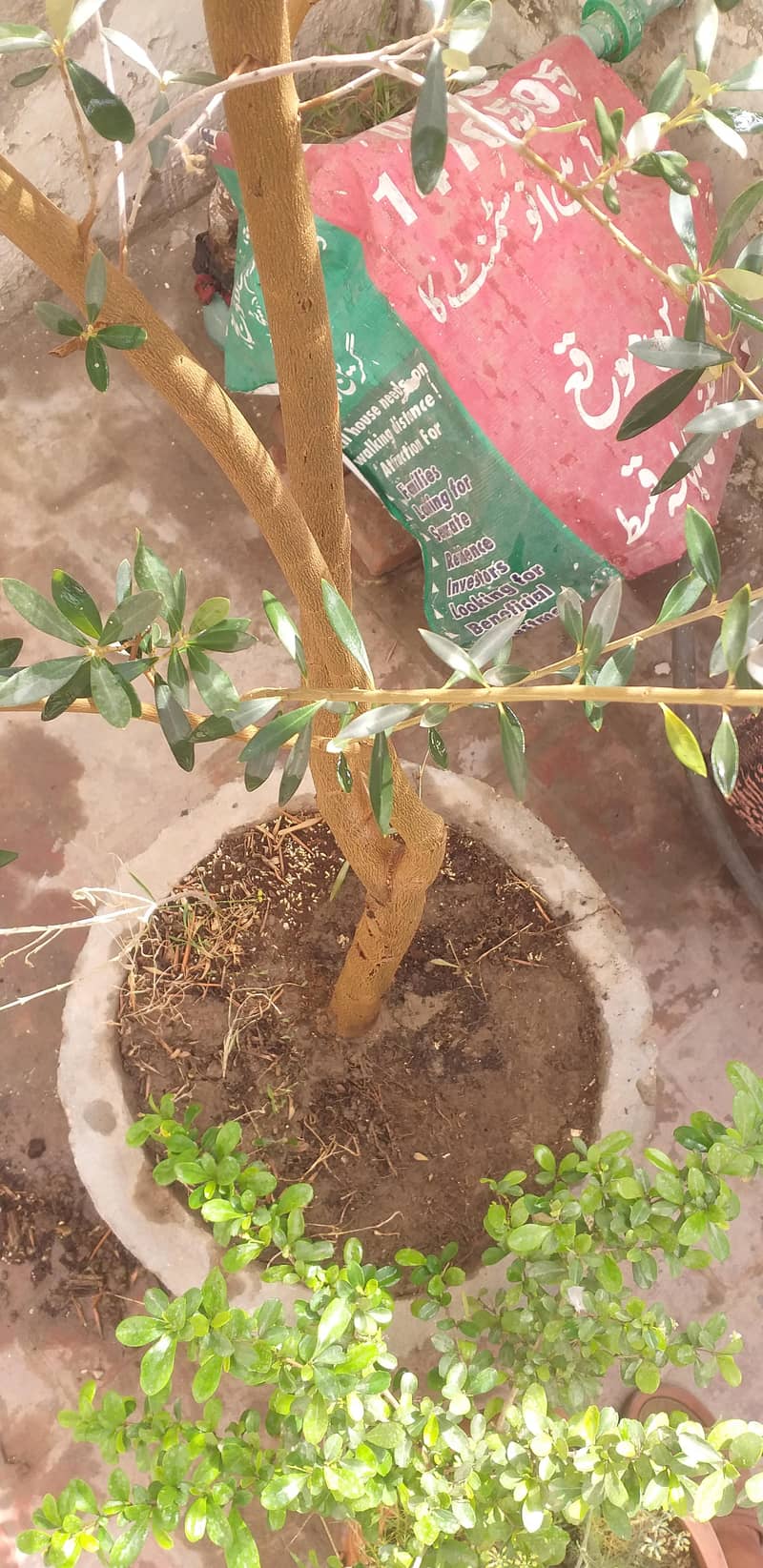 Olive Tree 1