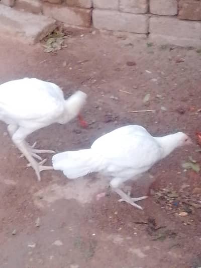 Birds