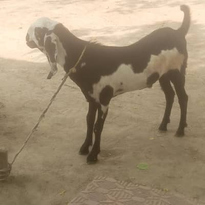 Qurbani 2026