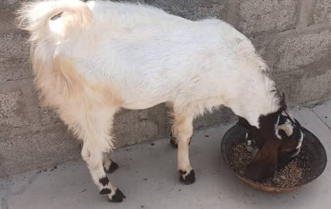 bakra for sale | goat | qurbani bakra | healthy bakra | active goats