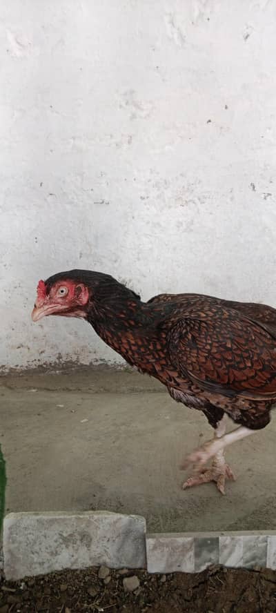 aseel amroha Madi supreme  quality