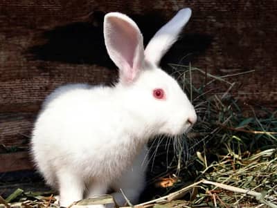 Beautiful red eye rabbits(Male or Female) for sale