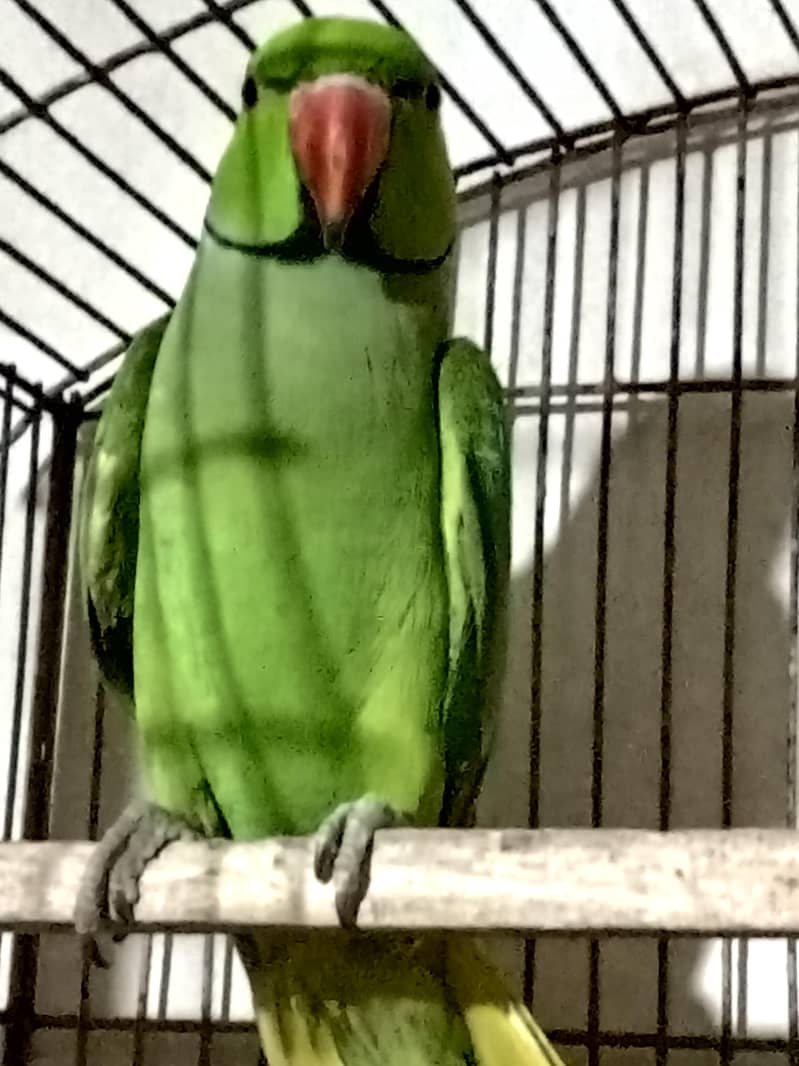 parrot 0