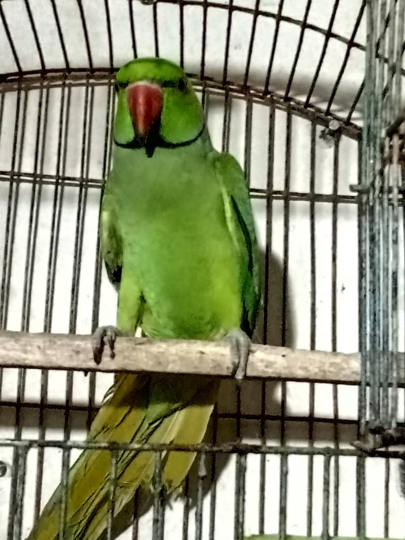 parrot 1