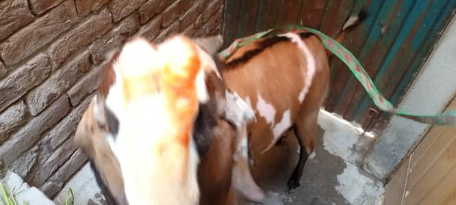 Bakra for sale 2 dant