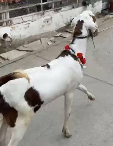 Rajanpuri Bakra