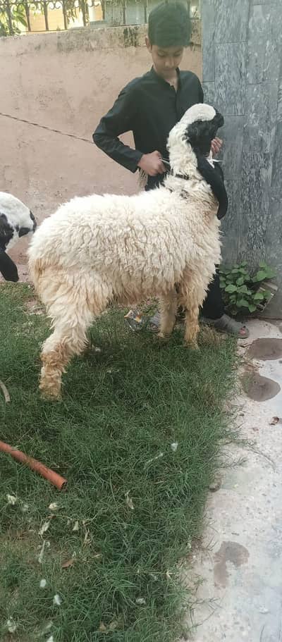 Dumba sheeps